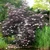 Sambucus nigra 'Black Lace'
