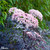Sambucus nigra 'Black Lace'