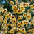 Chimonanthus praecox (3 Litre Pot)