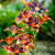 Lilium Forever Susan