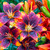 Lilium Forever Susan