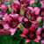 Lilium Purple Eye 14-16cm