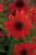 Echinacea Sombrero Salsa Red (Loose Roots)