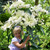 Lilium Pretty Woman-