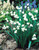 Leucojum Aestivum 7-8cm
