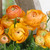 Ranunculus Tomer Orange 6-7cm