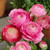 Ranunculus Tomer Pink