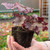 Heuchera 'Plum Royale'