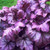 Heuchera 'Plum Royale'