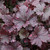 Heuchera Midnight Rose (7cm Module)