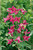 Clematis Princess Diana 7cm Pot