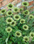 Echinacea Green Jewel (7cm Module)