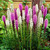 Liatris spicata Alba (10/12cm)