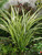 Phormium Cream Delight (9cm Pot)