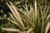 Phormium Cream Delight (9cm Pot)