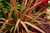 Phormium Jester (9cm Pot)