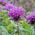 Monarda Prarienacht (Potted)