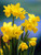 Narcissus 'Tete-a-Tete'