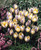 Crocus chrysanthus Advance