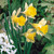 Narcissus Pseudo Lobularis