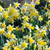Narcissus lobularis