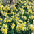 Narcissus lobularis
