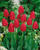 Tulip Spring Song