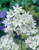 Triteleia hyacinthina