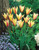 Tulip Clusiana var. Chrysantha