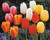 Tulip Darwin Hybrid Mixed