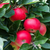Apple Discovery