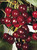 Cherry 'Morello'