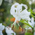 Lilium Speciosum Album
