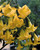 Datura Yellow