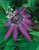 Passiflora Purple Rain