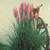 Pampas Grass Pink