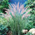 Pennisetum al. Karley Rose