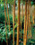 Phyllostachys Yellow Bamboo