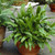 Asplenium scolopendrium