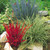 Imperata cylindrica 'Red Baron'