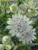 Astrantia major