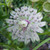 Astrantia major