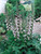 Acanthus mollis