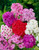 Phlox paniculata Mixed