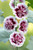 Alcea Creme de Cassis