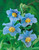 Meconopsis betonicifolia