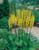 Ligularia przewalskii