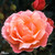 Rose Fragrant Delight