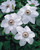 Clematis Miss Bateman