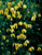 Clematis tangutica